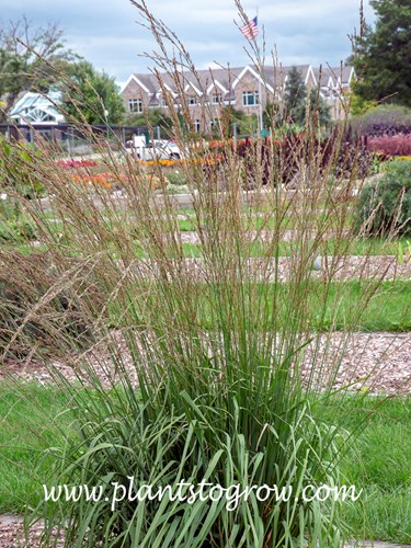 Cordoba Purple Moor Grass (Molinia)
